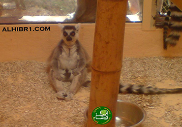 صور متنوعة