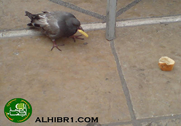 اضغط هنا لتحميل الصور 